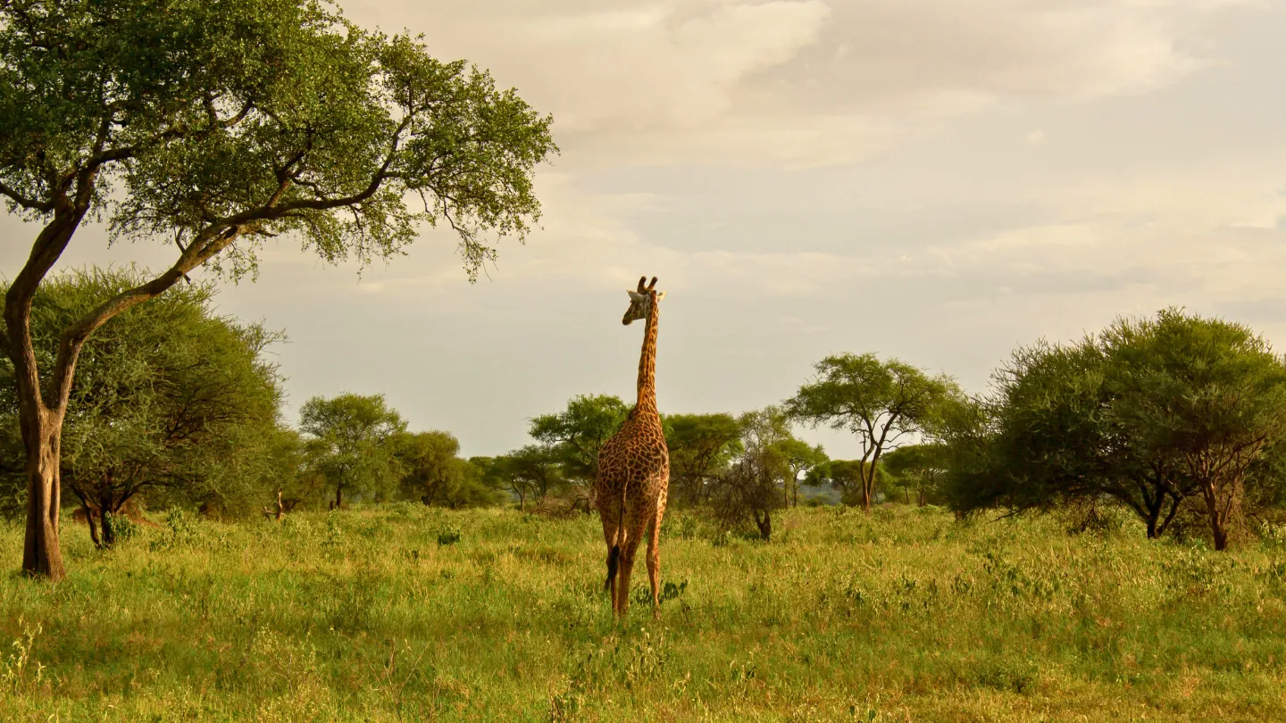 Why Tanzania Is Becoming a Top Tourist Destination in 2026