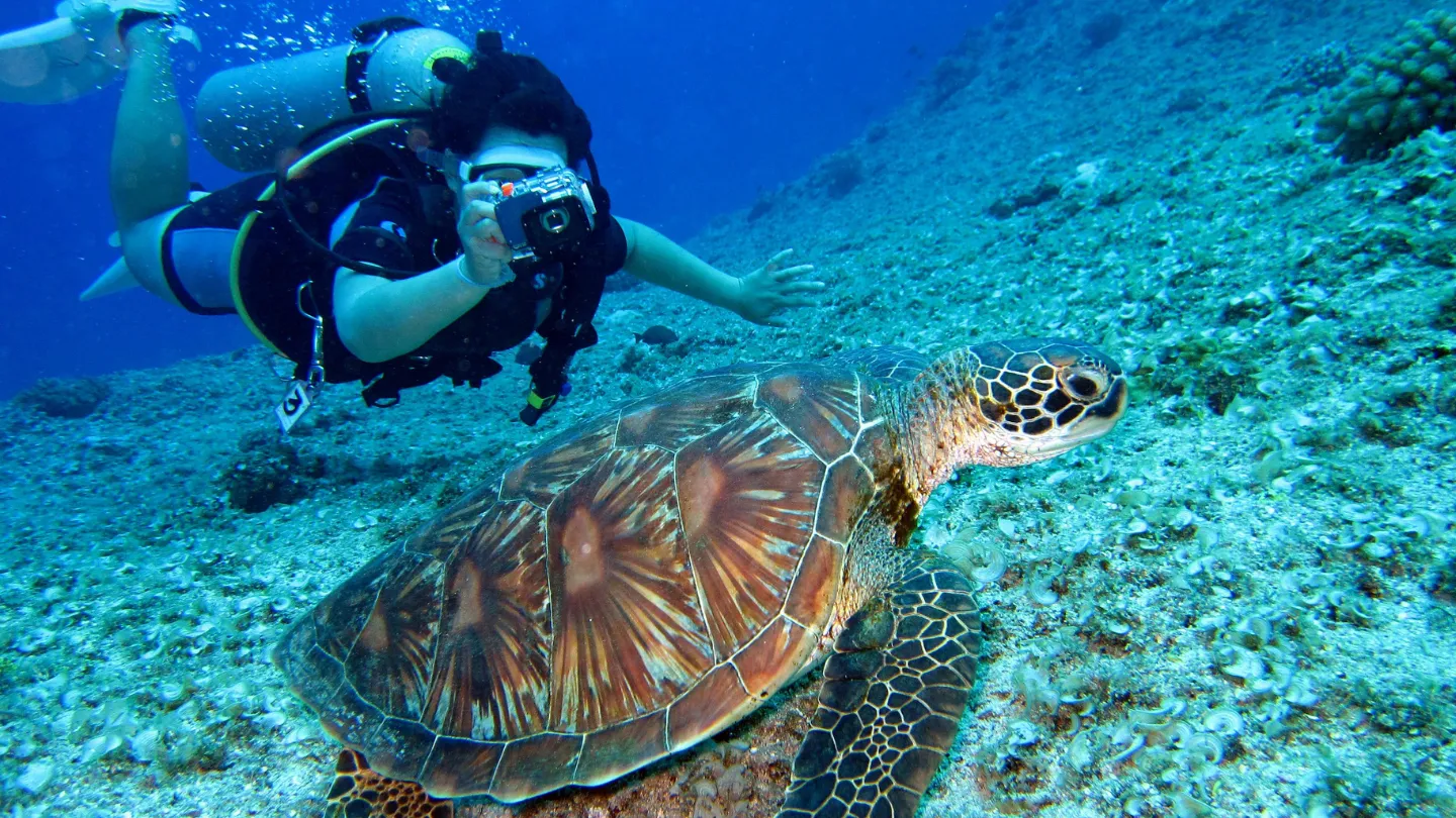 Affordable Miami Snorkelling and Diving Tours for Beginners