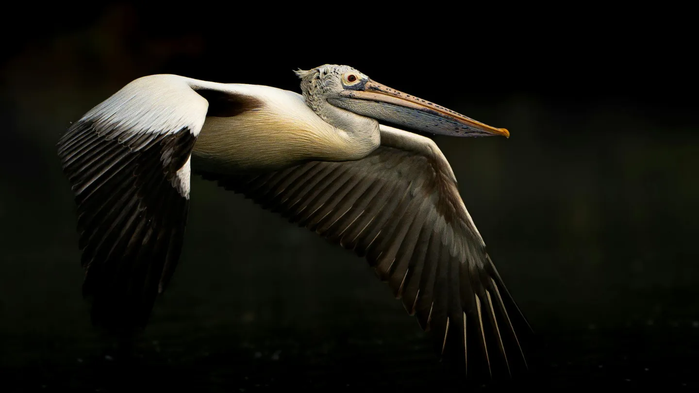 Tours in Miami Offering Wildlife or Everglades Experiences